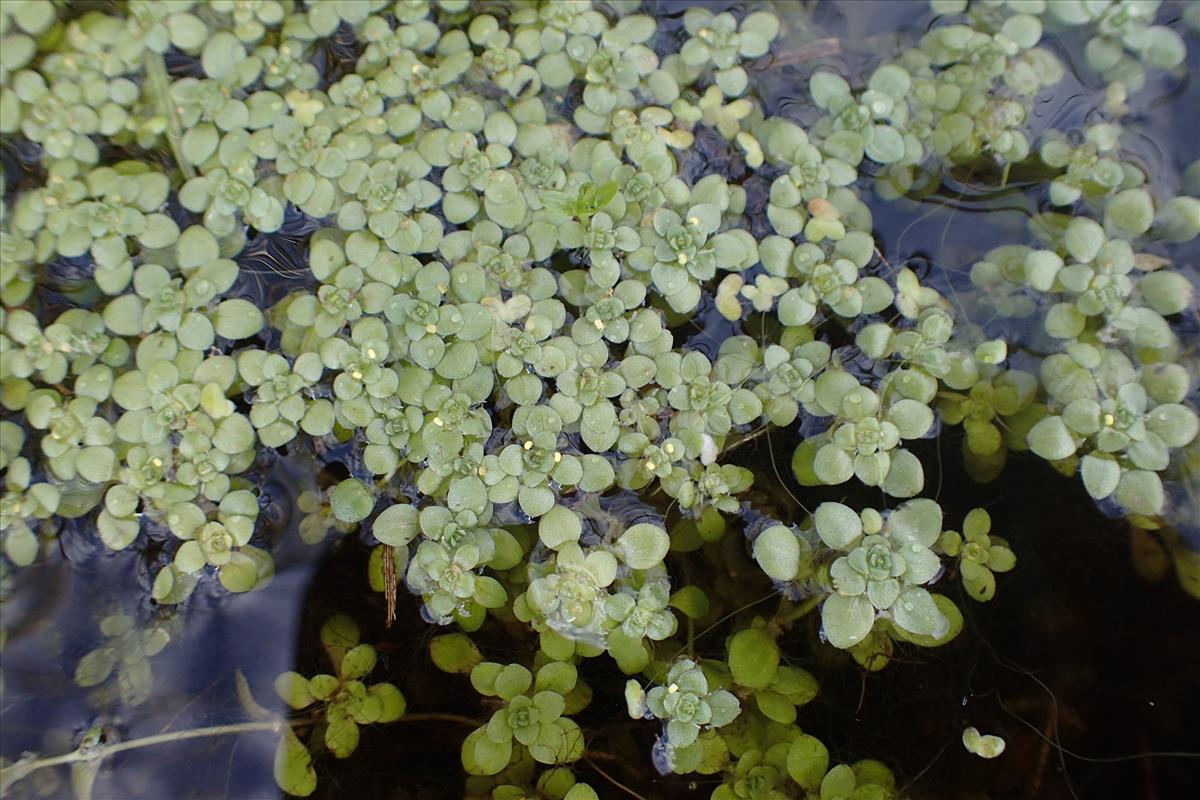 Callitriche stagnalis (door Stef van Walsum)