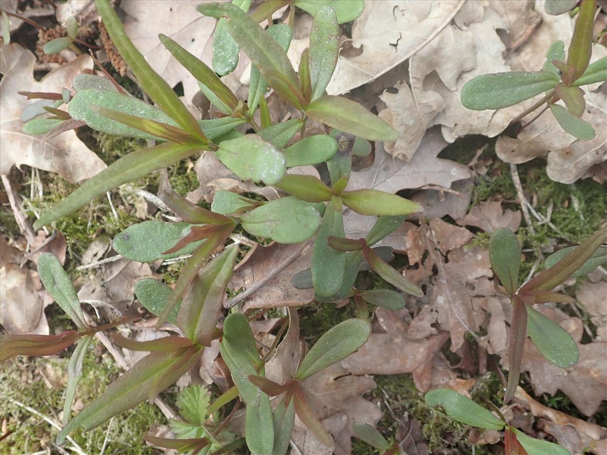 Melampyrum pratense (door Edwin Dijkhuis)