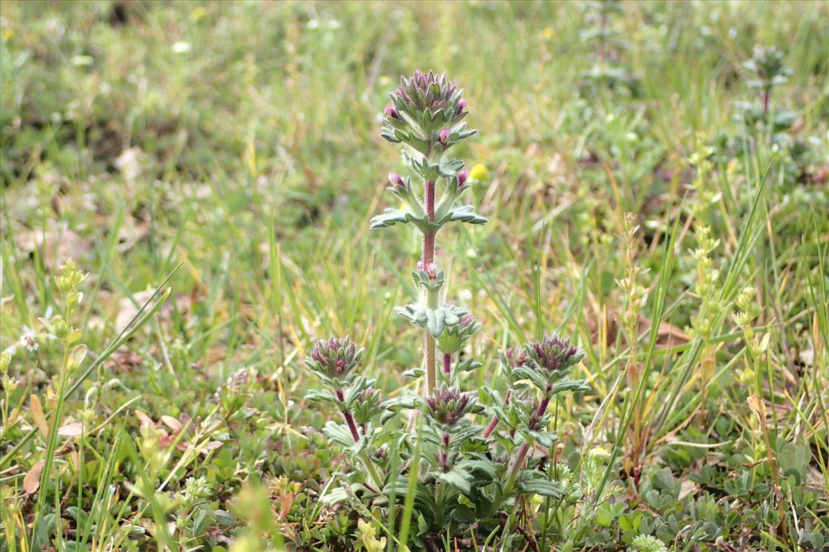 Parentucellia latifolia (door Stef van Walsum)