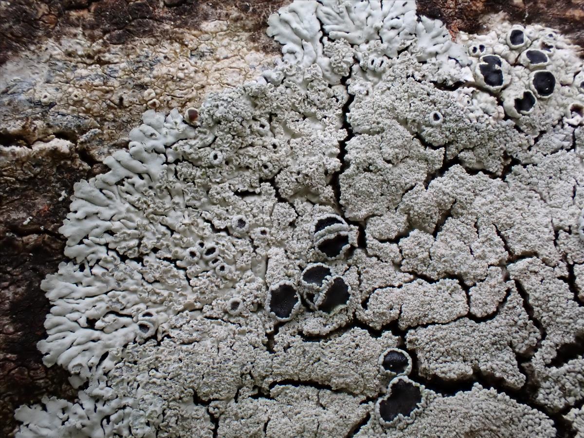 Physcia clementei (door Lukas Verboom)
