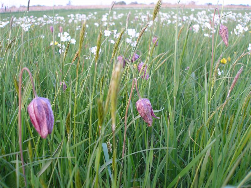 Fritillaria meleagris (door Piet Bremer )