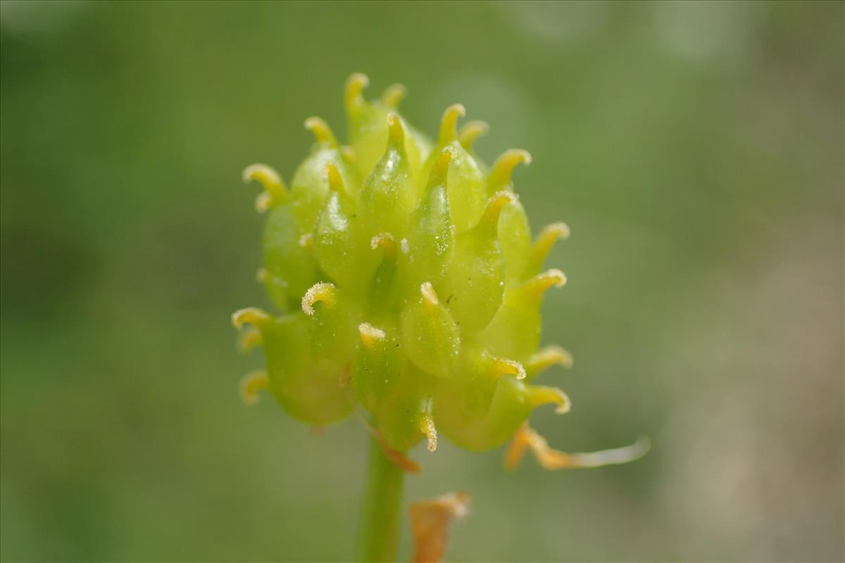 Ranunculus auricomus (door Stef van Walsum)