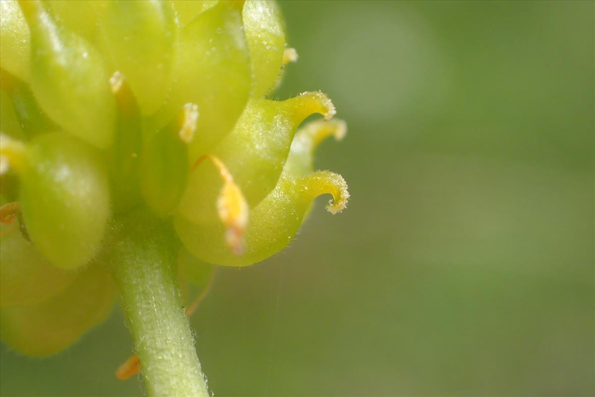 Ranunculus auricomus (door Stef van Walsum)