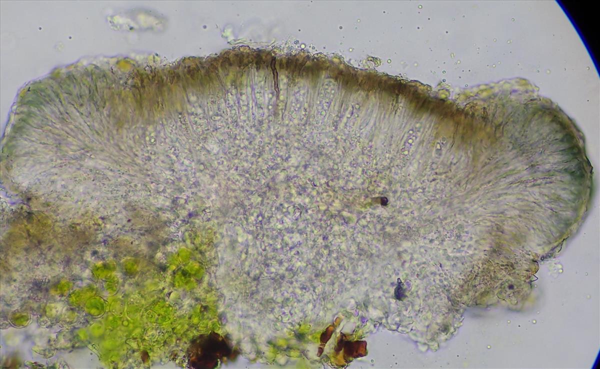 Cliostomum griffithii (door Lukas Verboom)