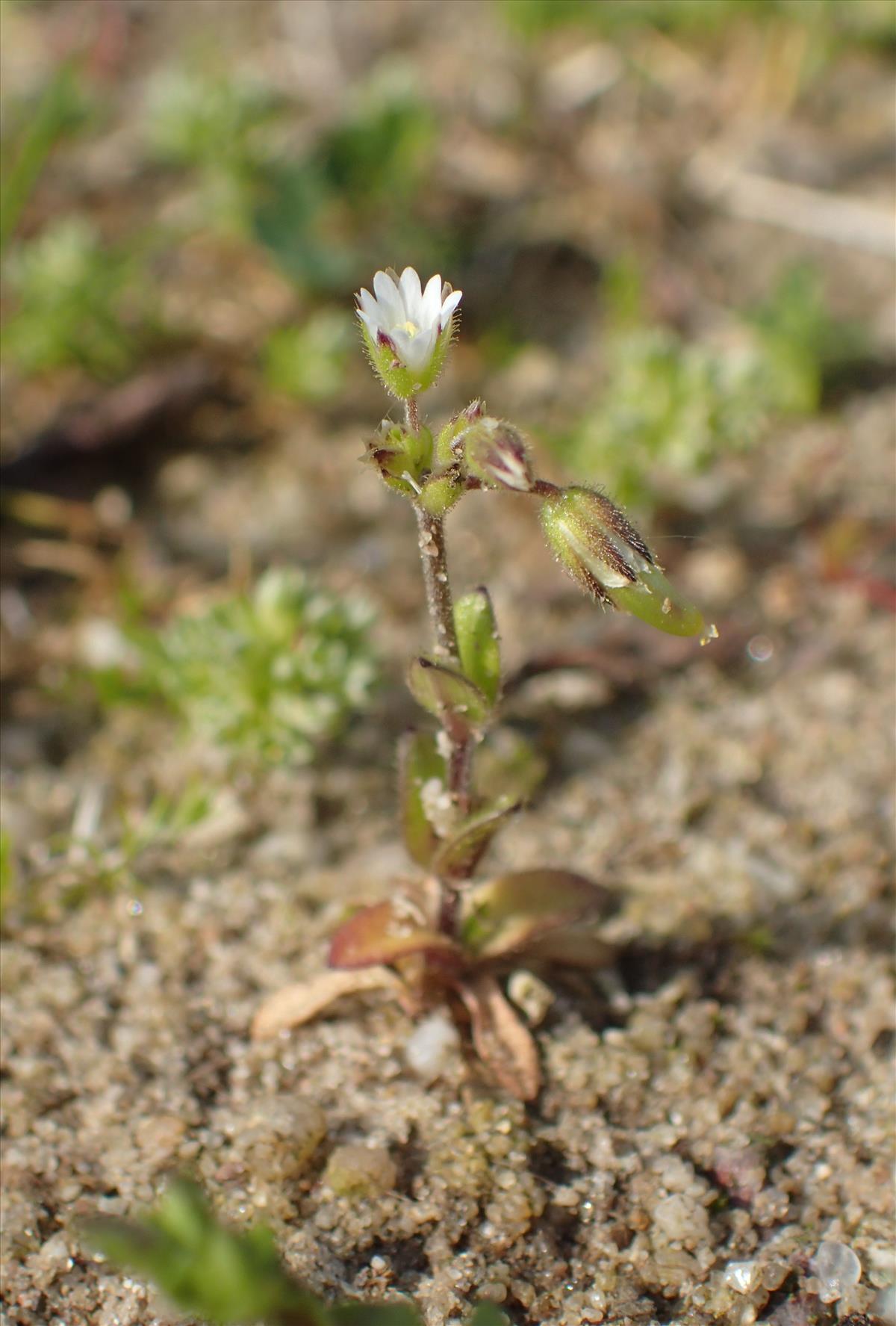 Cerastium glutinosum (door Stef van Walsum)