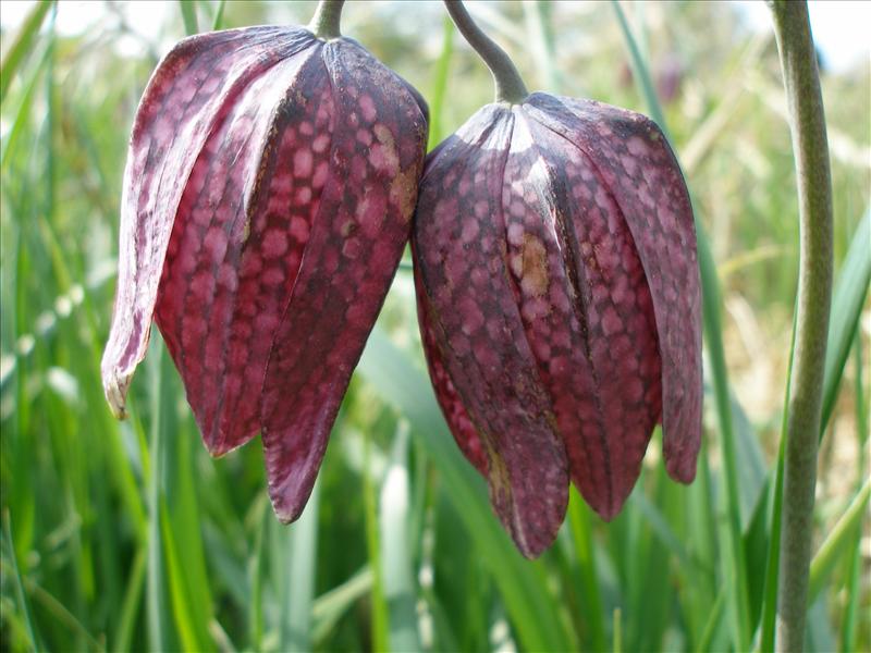 Fritillaria meleagris (door Piet Bremer )