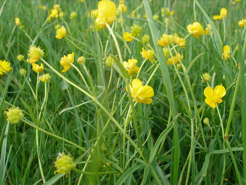 Ranunculus auricomus (door Piet Bremer )