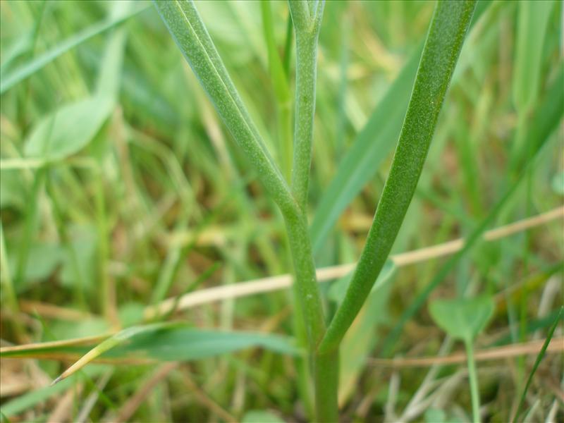 Fritillaria meleagris (door Piet Bremer )