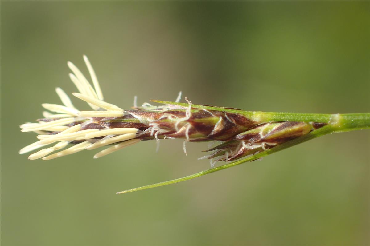 Carex pilulifera (door Stef van Walsum)