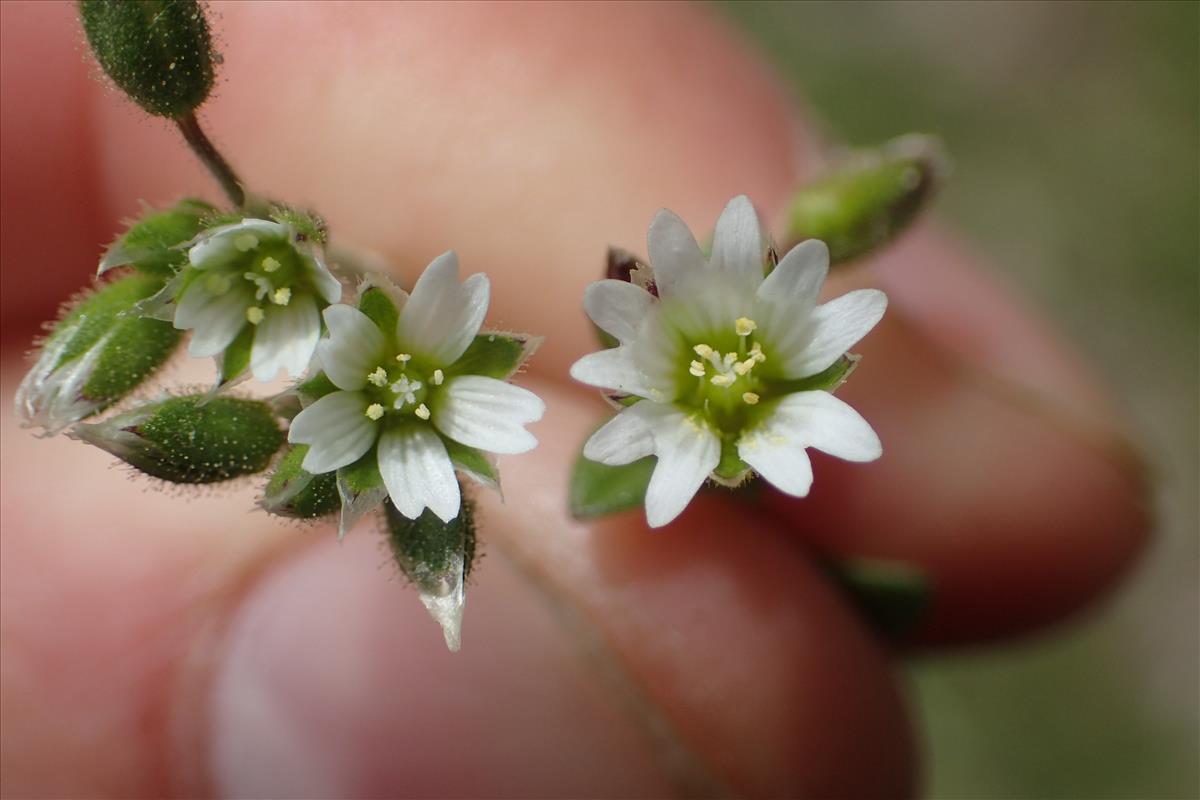 Cerastium glutinosum (door Stef van Walsum)