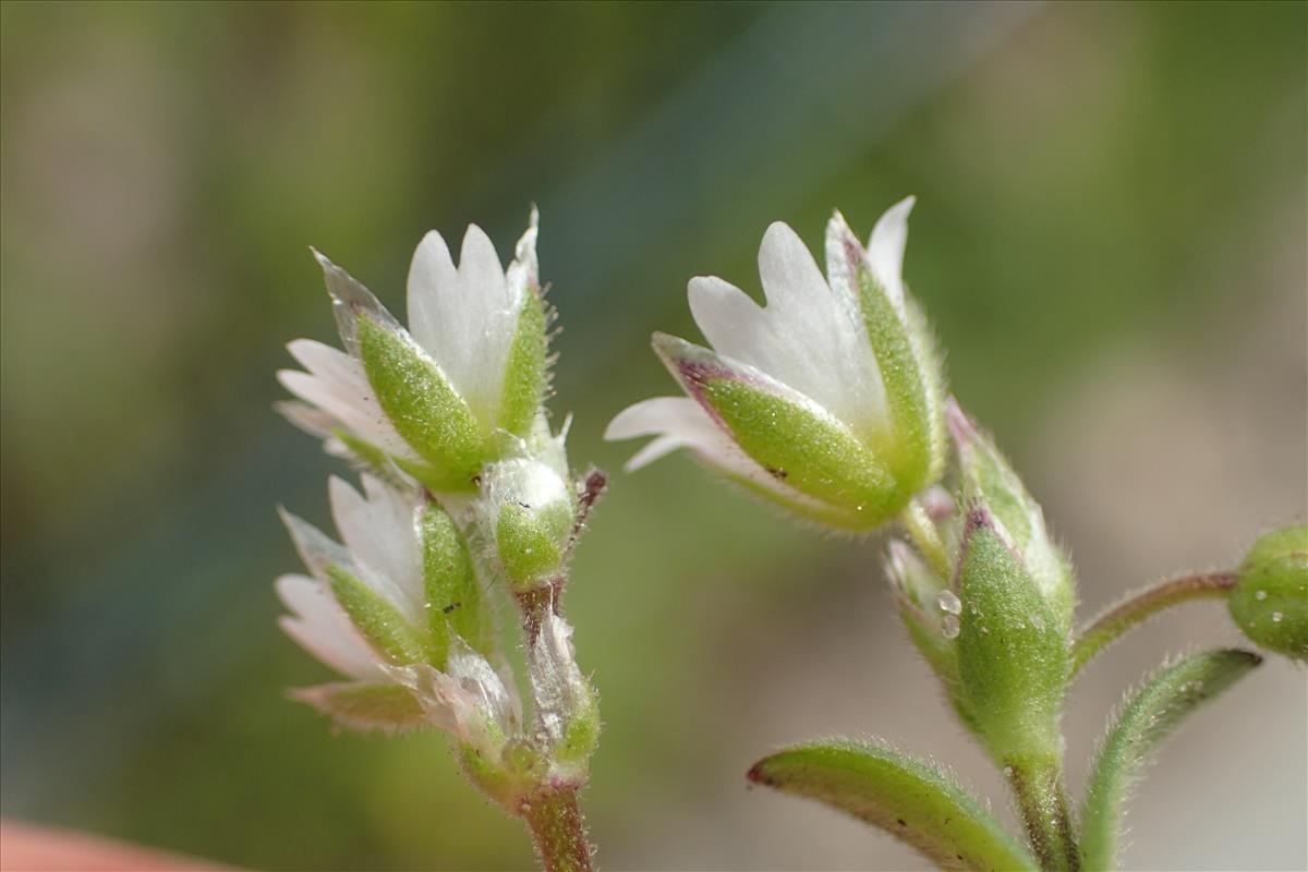 Cerastium glutinosum (door Stef van Walsum)