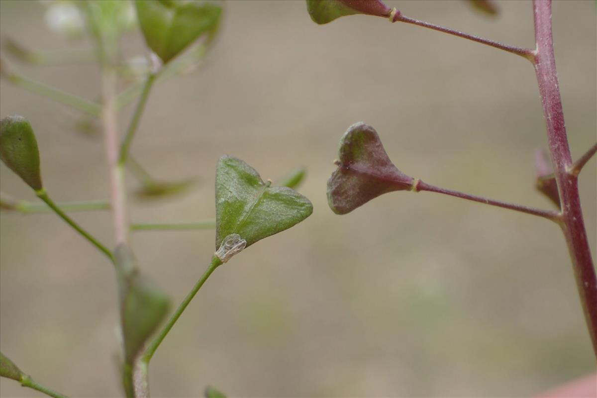 Capsella rubella (door Stef van Walsum)