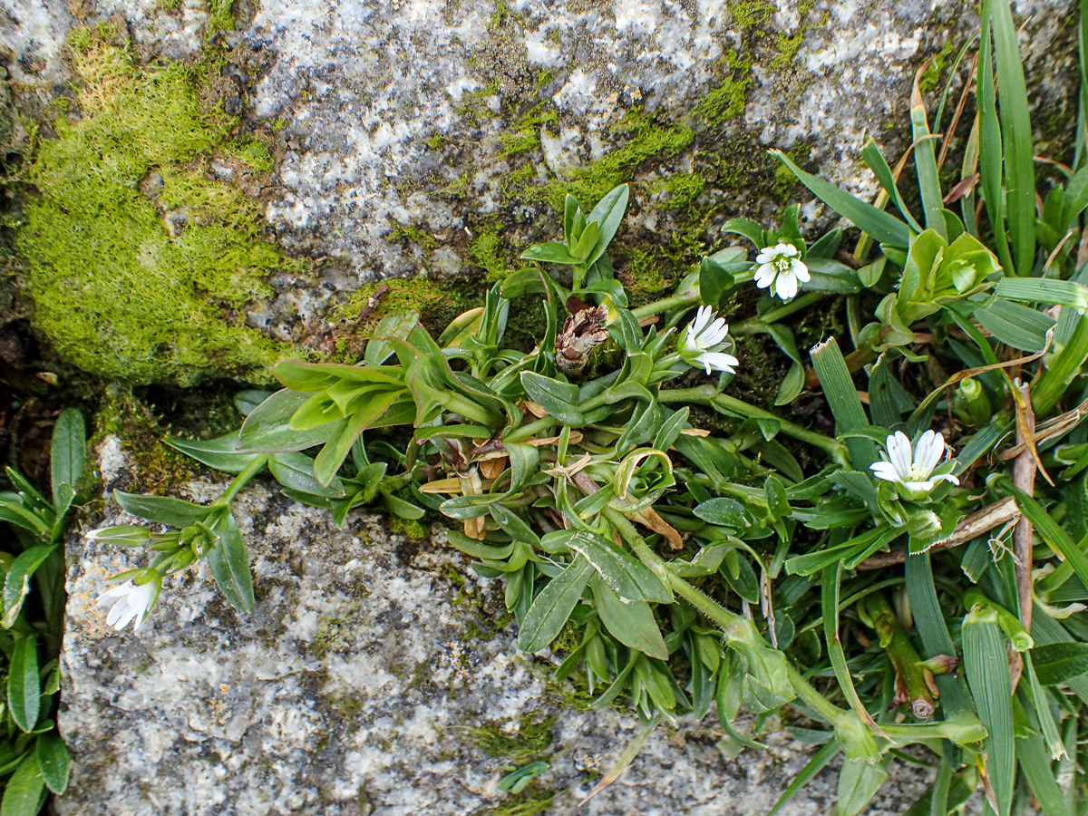 Cerastium fontanum subsp. holosteoides (door Wim de Groot)