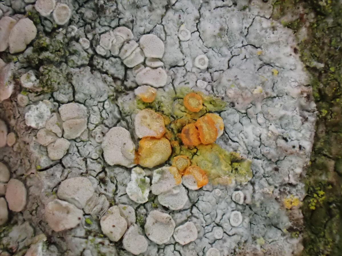 Lecanora albella (door Lukas Verboom)