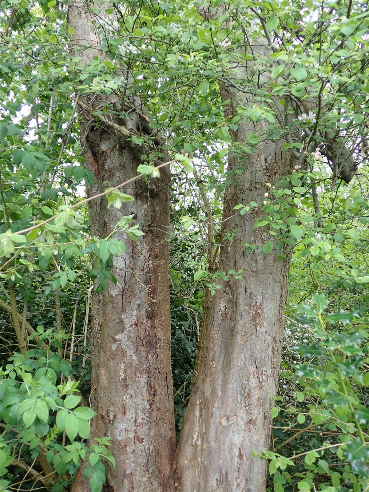 Malus sylvestris s.s. (door Carleen de Graaf)