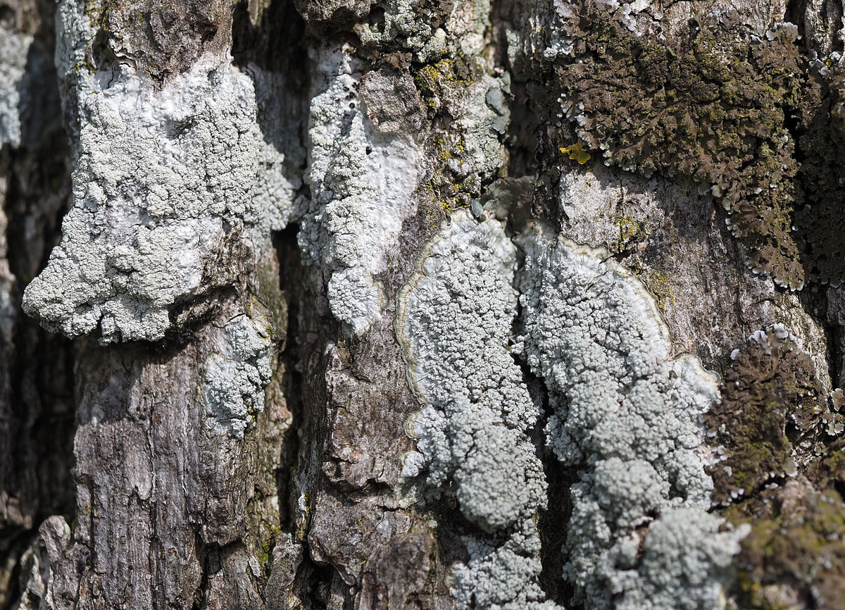 Ochrolechia turneri (door Jeroen van der Loop)