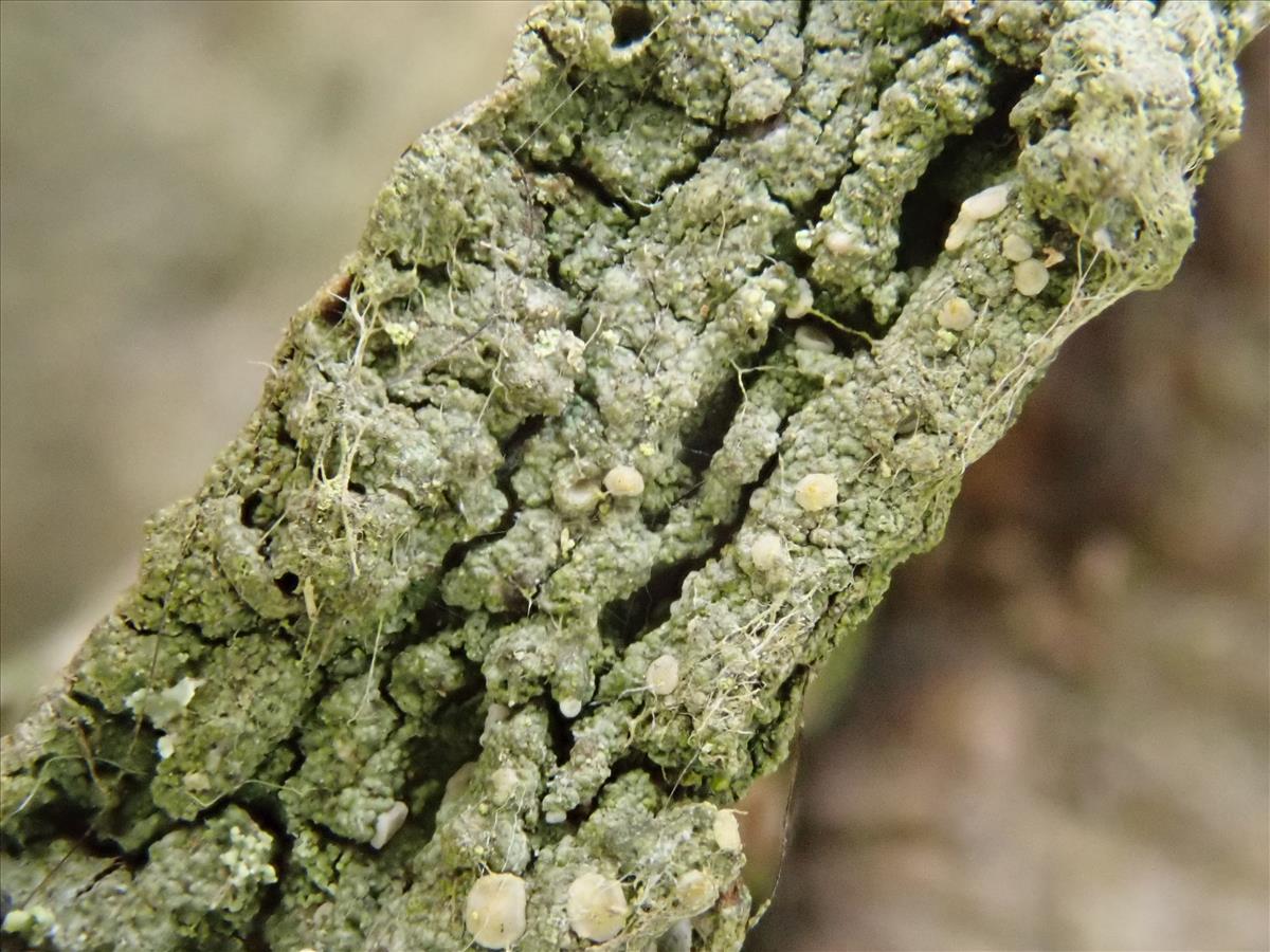 Bacidina phacodes (door Lukas Verboom)