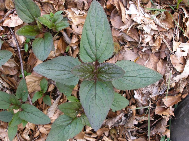 Scrophularia nodosa (door Piet Bremer )