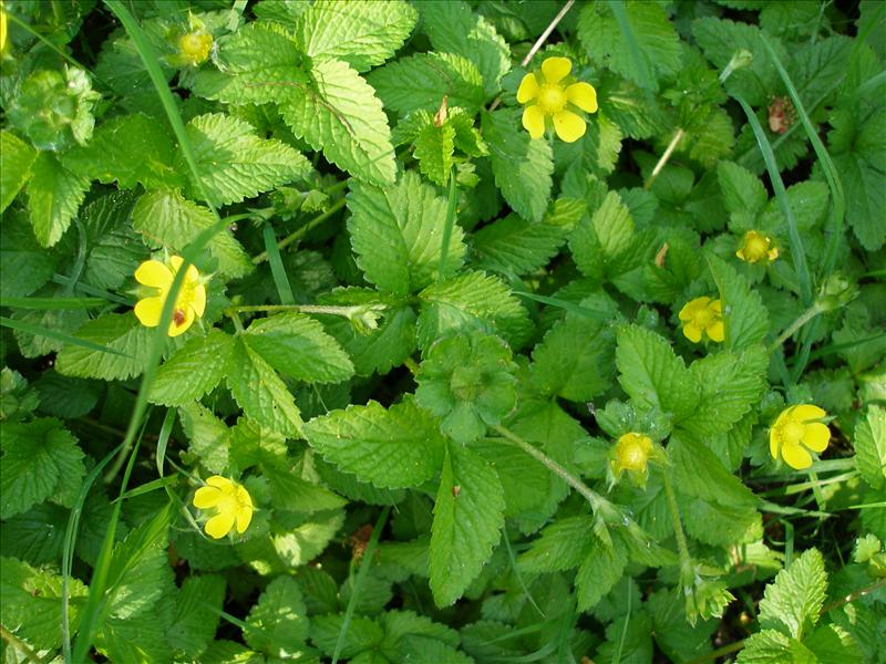 Potentilla indica (door Piet Bremer )