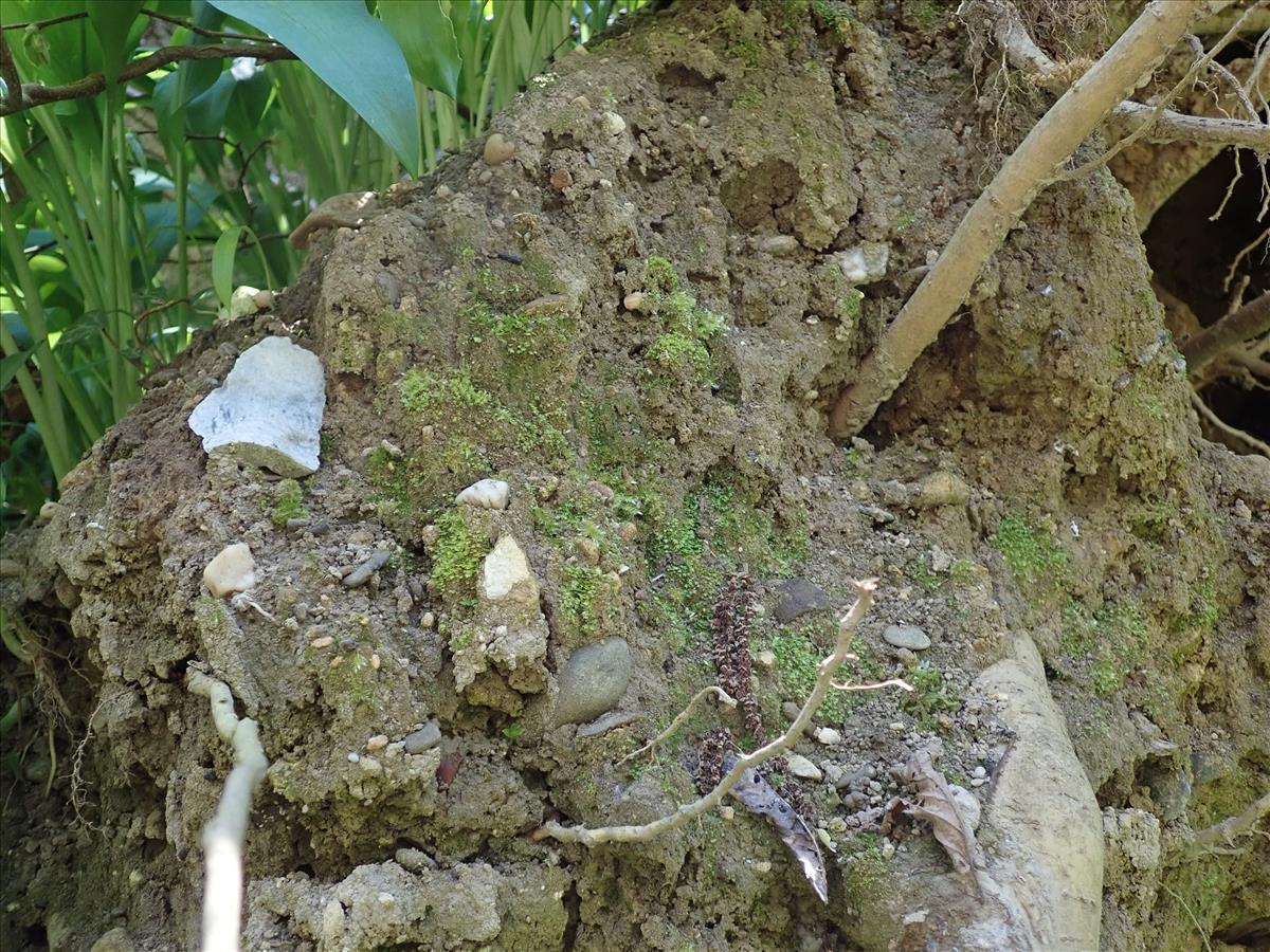 Verrucaria simplex (door Lukas Verboom)