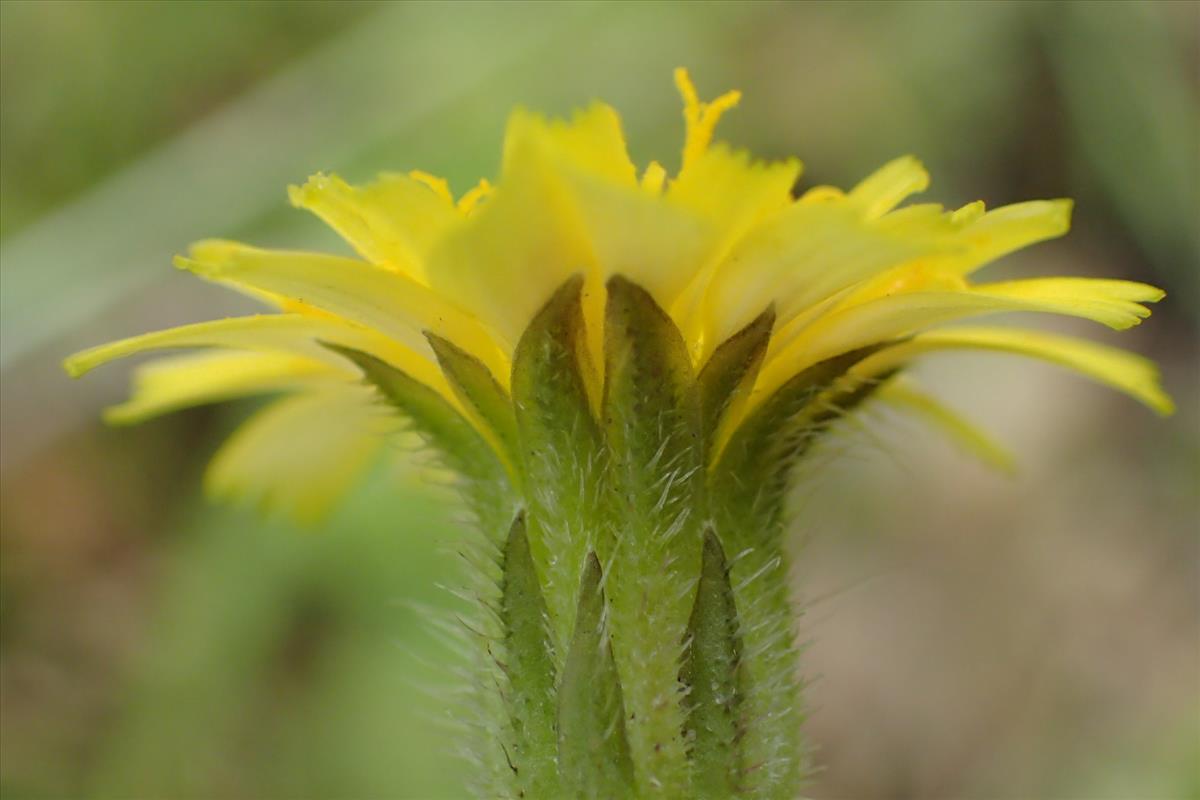 Hedypnois rhagadioloides (door Sipke Gonggrijp)