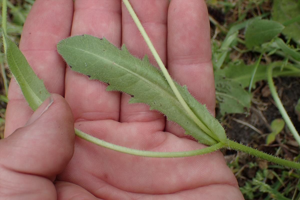 Hedypnois rhagadioloides (door Sipke Gonggrijp)