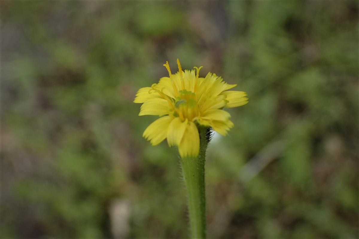 Hedypnois rhagadioloides (door Sipke Gonggrijp)