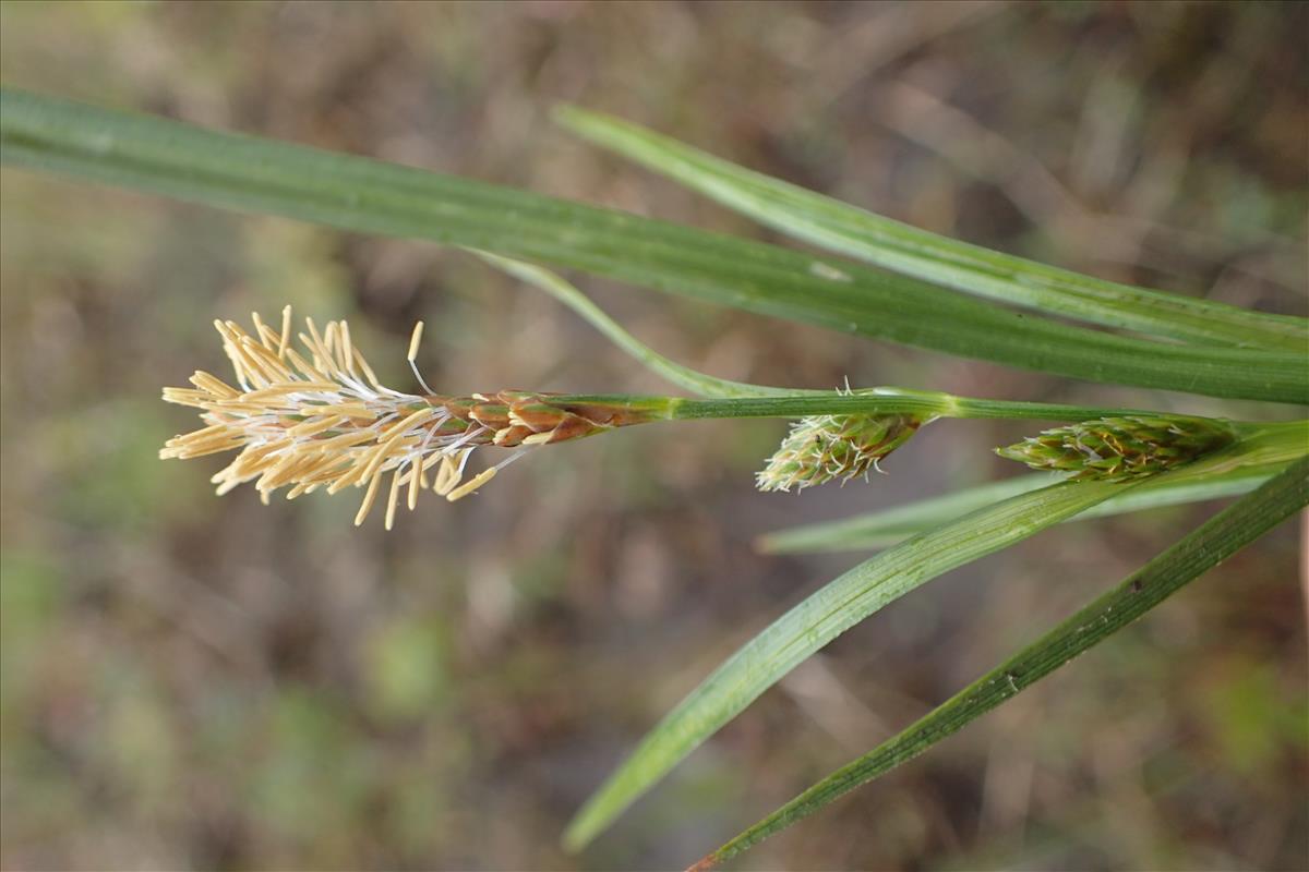 Carex demissa (door Stef van Walsum)