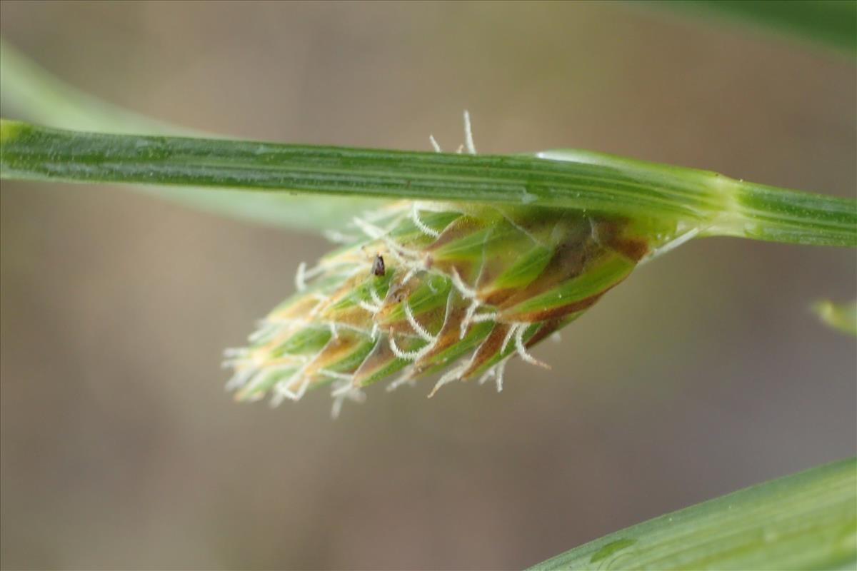 Carex demissa (door Stef van Walsum)