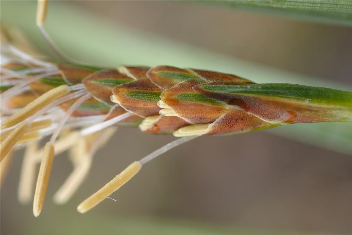 Carex demissa (door Stef van Walsum)