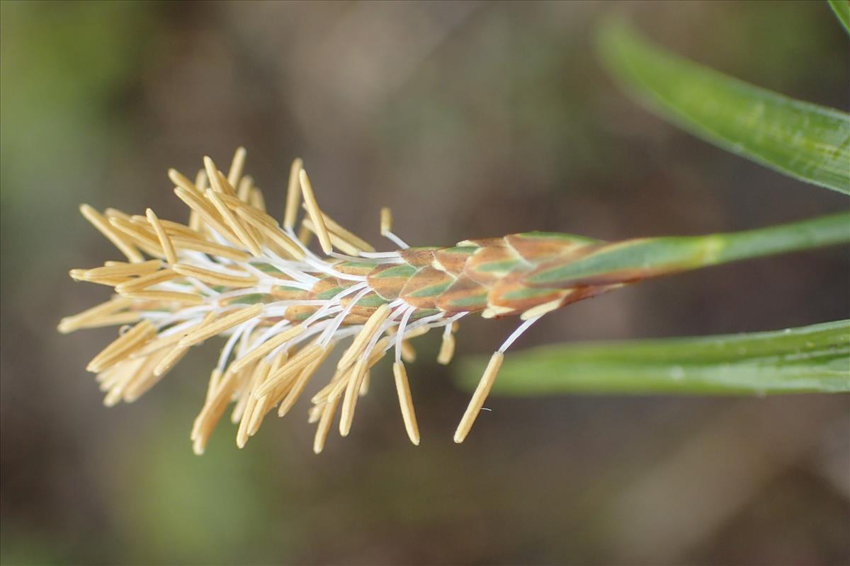 Carex demissa (door Stef van Walsum)