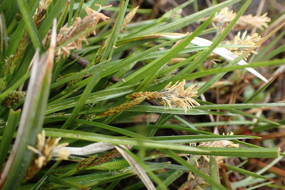 Carex demissa (door Stef van Walsum)