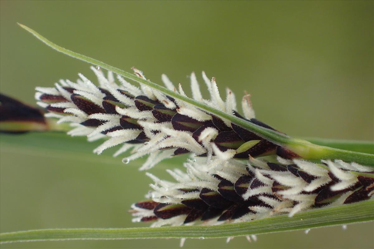 Carex x elytroides (door Stef van Walsum)