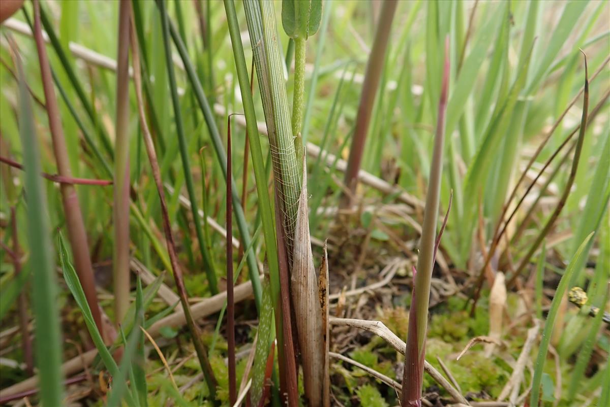 Carex buxbaumii (door Tim van de Vondervoort)