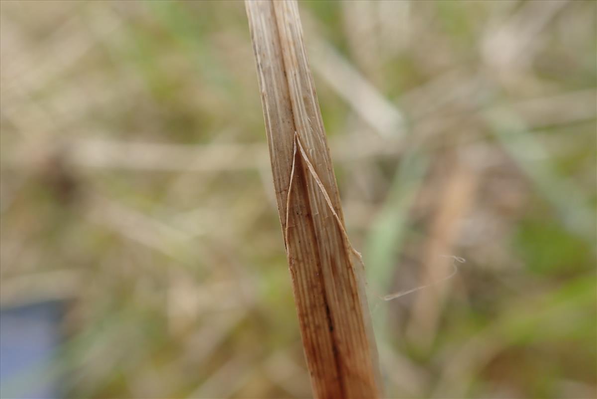 Carex buxbaumii (door Tim van de Vondervoort)