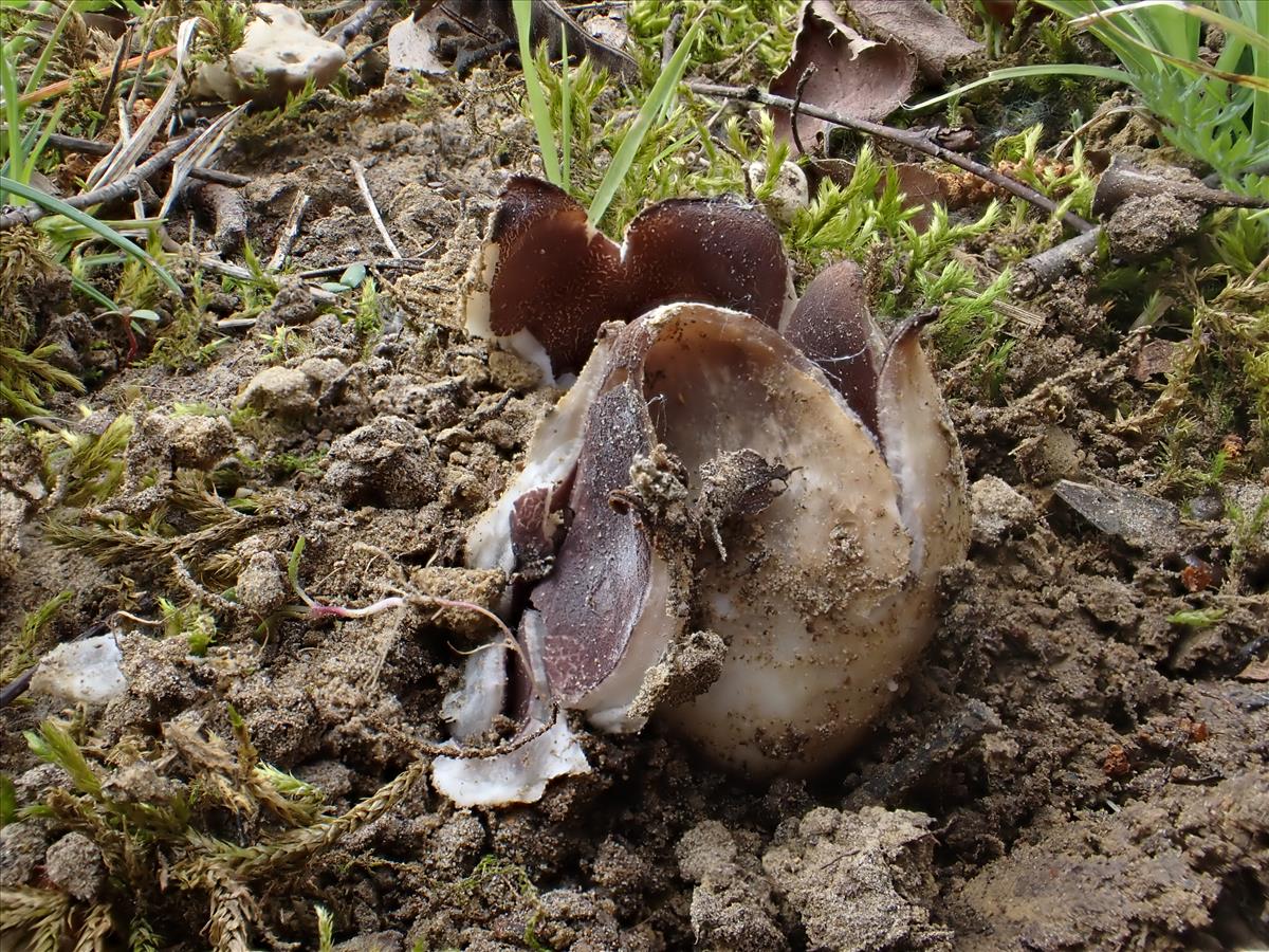 Sarcosphaera coronaria (door Leo Jalink)