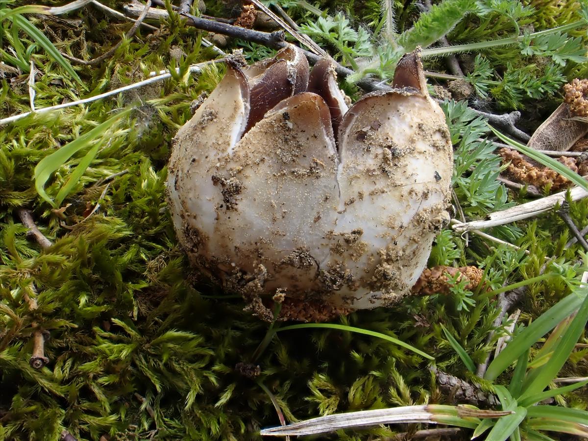 Sarcosphaera coronaria (door Leo Jalink)