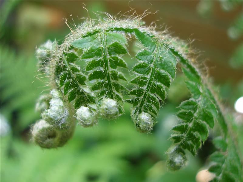 Polystichum setiferum (door Piet Bremer )