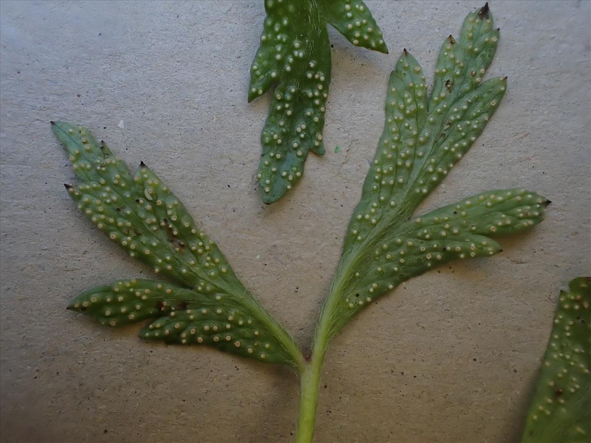 Ochropsora ariae (door Leo Jalink)