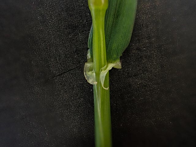 Hordeum murinum (door Peter Hegi)