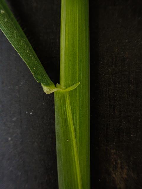 Hordeum murinum (door Peter Hegi)