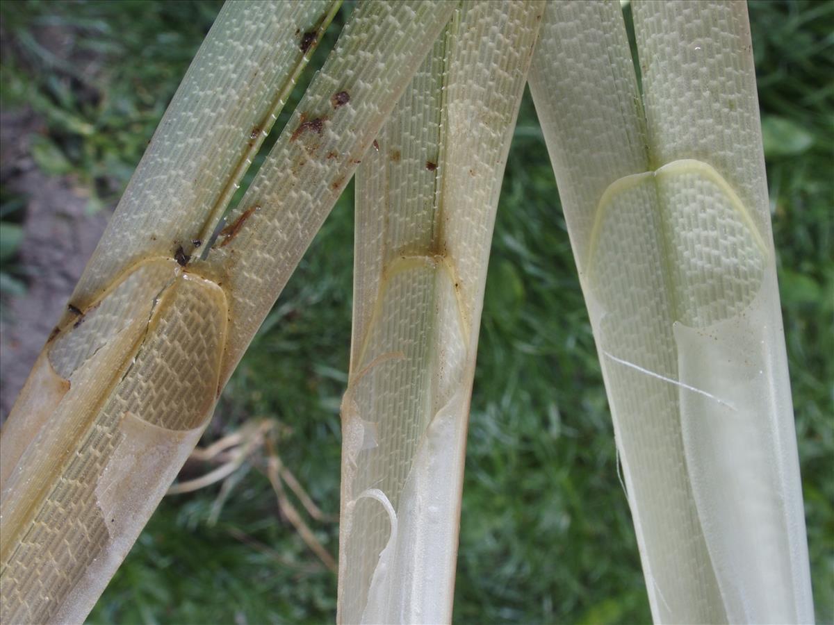 Carex riparia (door Willemien Troelstra)