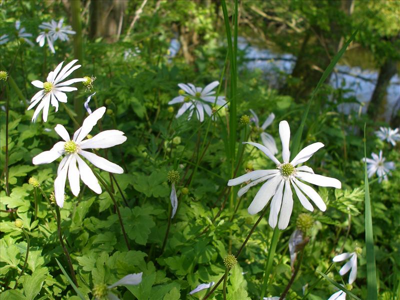 Anemone blanda (door Piet Bremer )