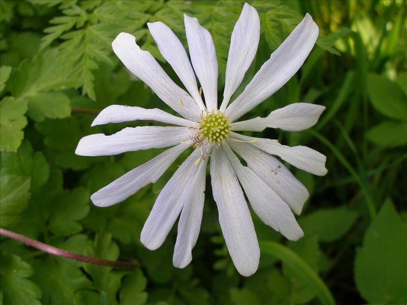 Anemone blanda (door Piet Bremer )