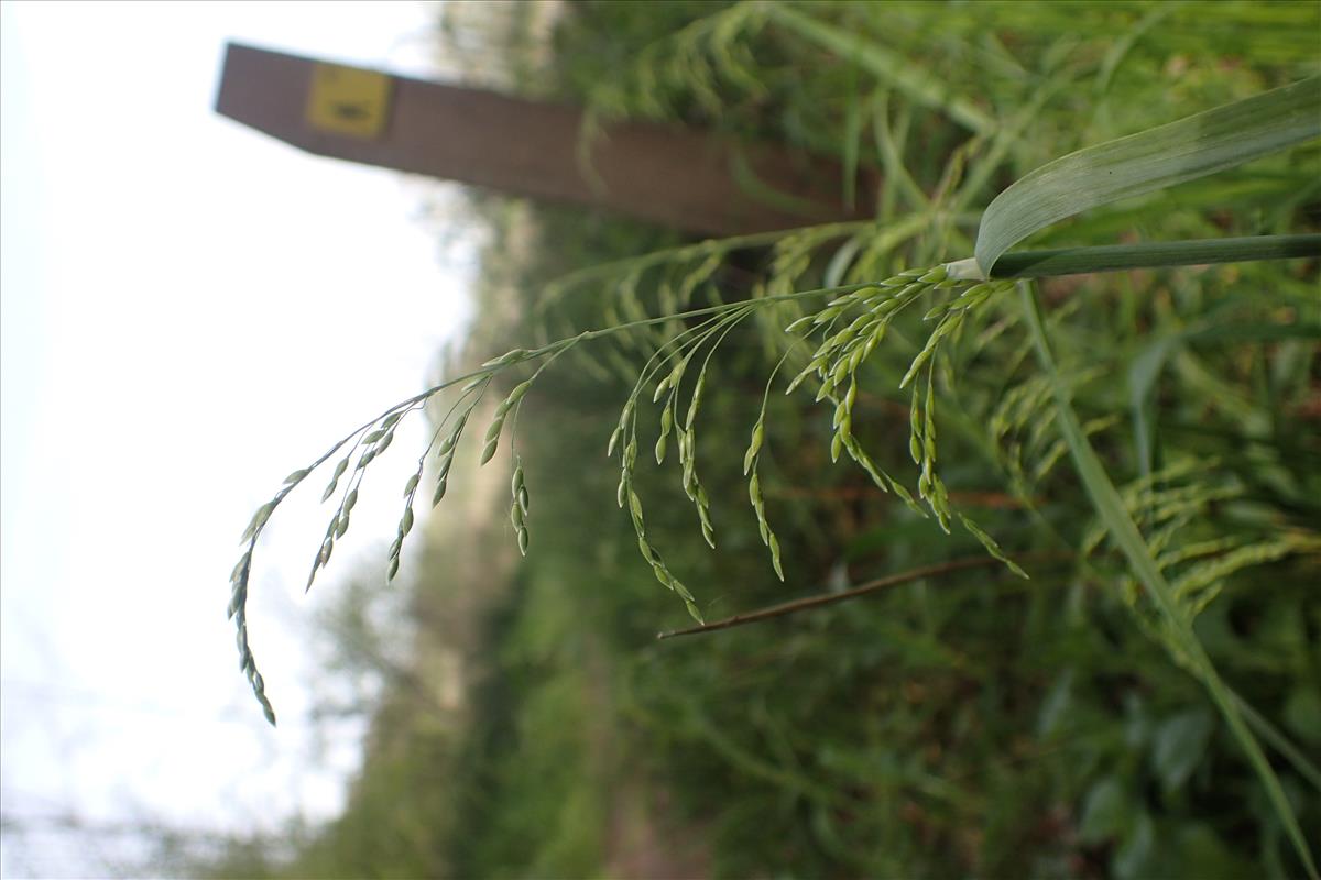 Milium effusum (door Stef van Walsum)