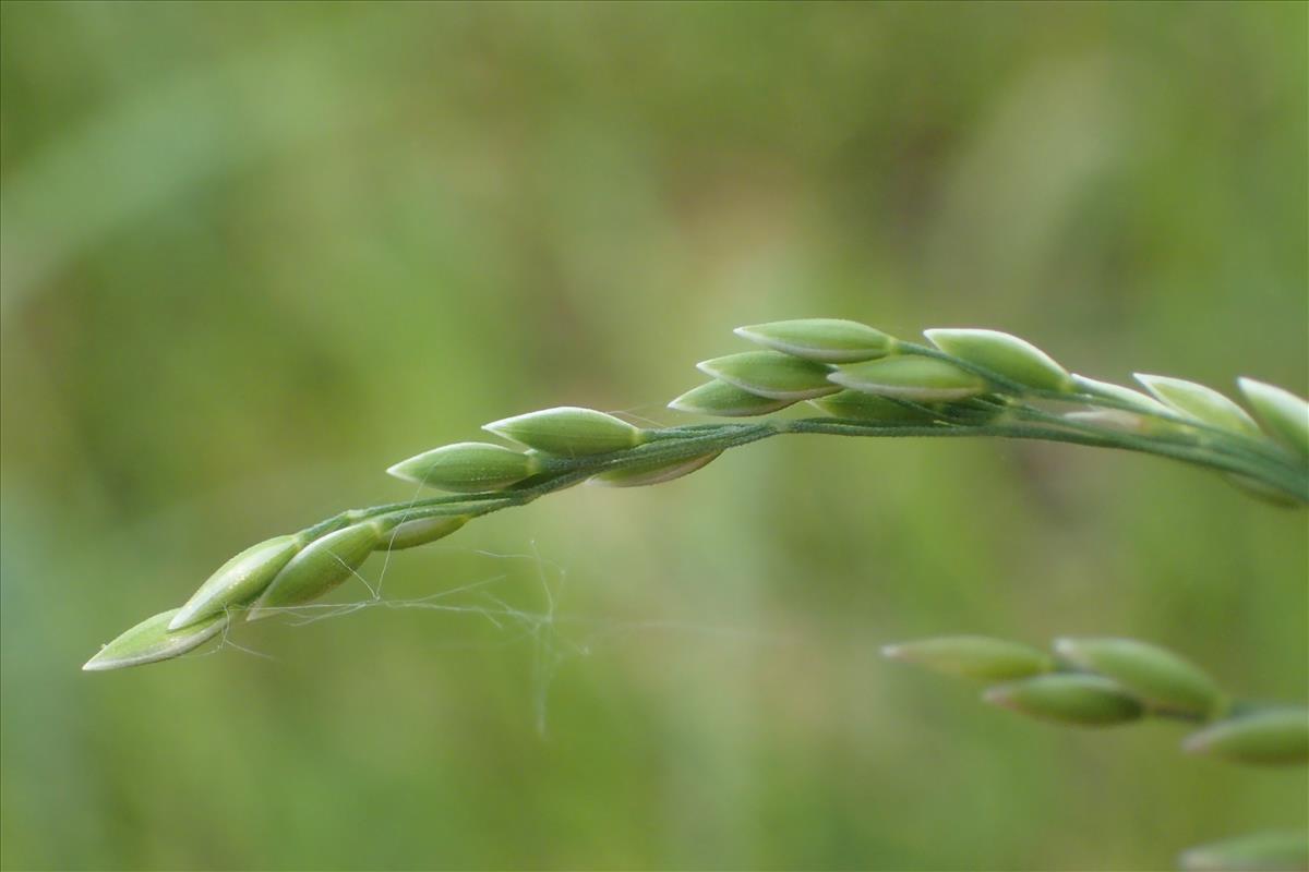 Milium effusum (door Stef van Walsum)