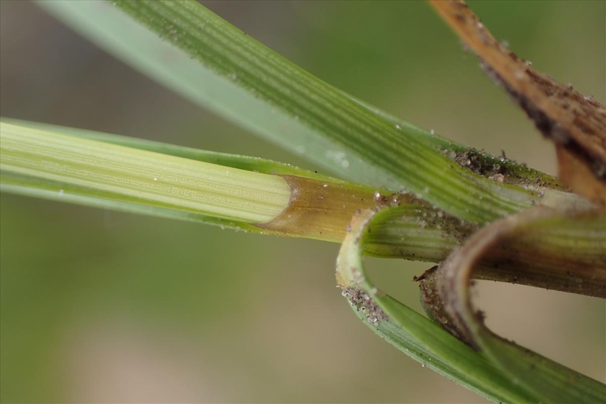 Carex arenaria (door Stef van Walsum)