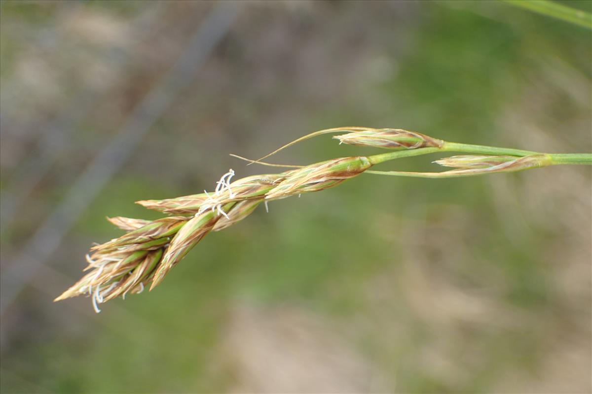 Carex arenaria (door Stef van Walsum)