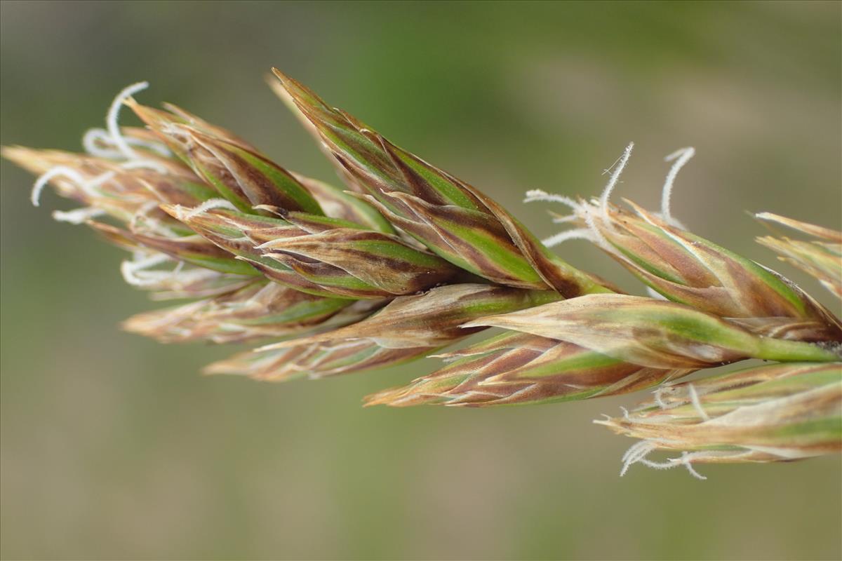 Carex arenaria (door Stef van Walsum)