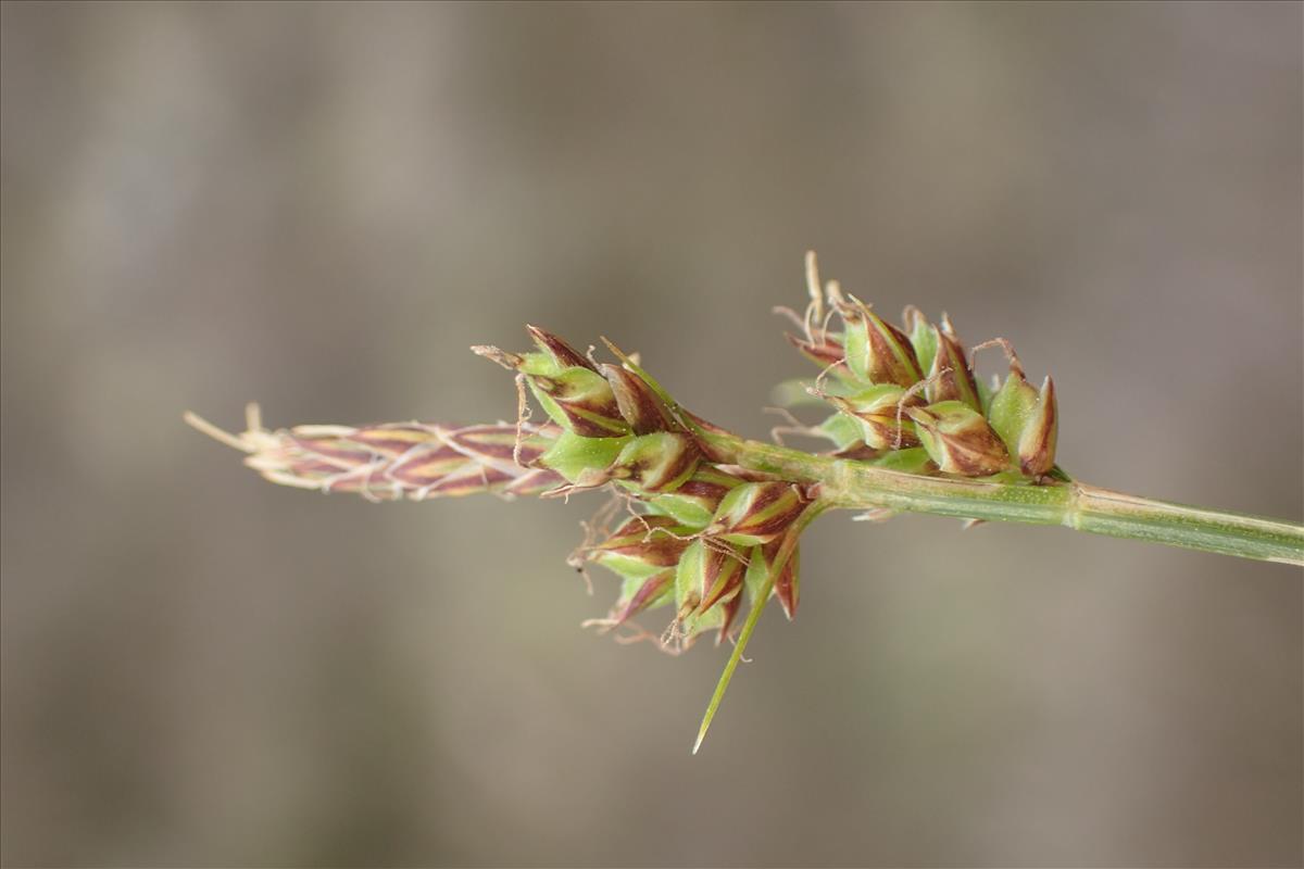 Carex pilulifera (door Stef van Walsum)